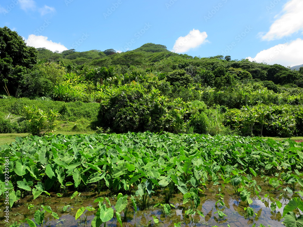 Wet Kalo Taro Fields on Windward Oahu Wet Kalo Taro Fields on Windward Oahu