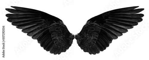 black bird's wings isolated on a white