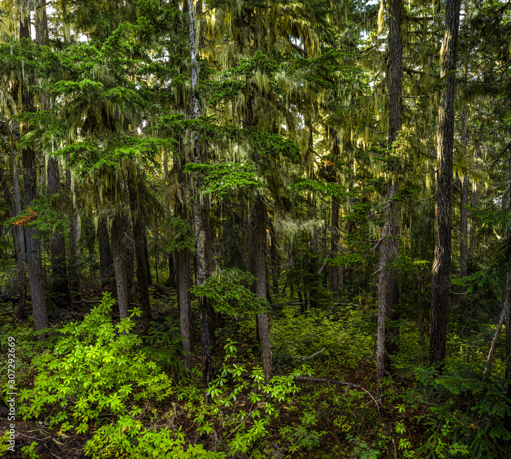 Lush rainforest Lush rainforest