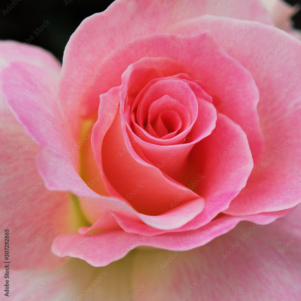 pink rose on black background