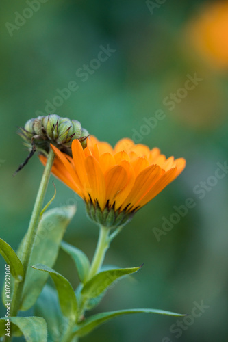 close up of one orange marigold flower blooming in the garden with blurry green background