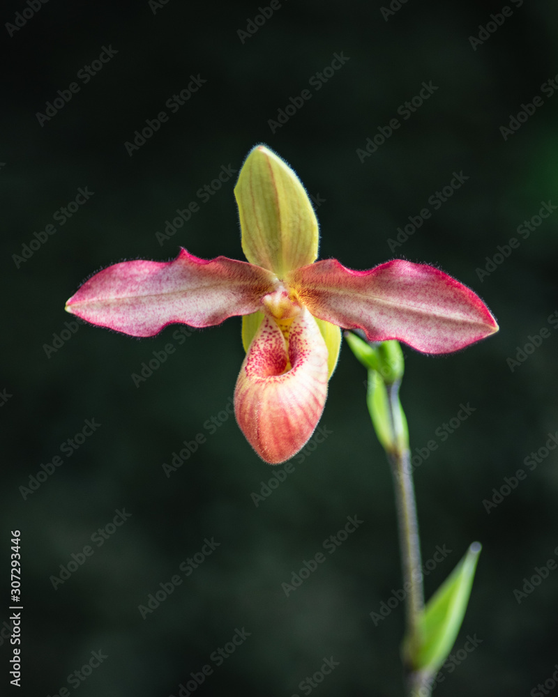 Fototapeta premium orchid on black background