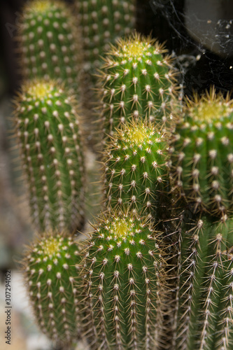 cactus growing in tight group 