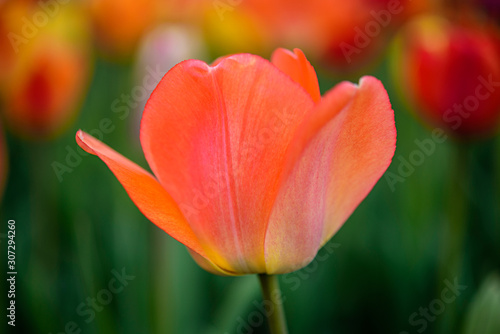 red tulip in the garden