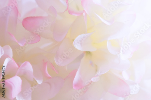 Beautiful abstract color pink and white flowers background and pink flower frame and white and pink leaves texture background 