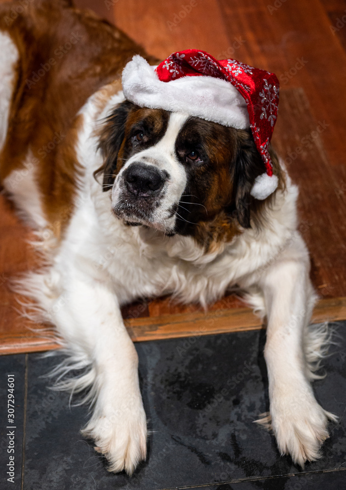 Saint Bernard dog laying on kitchen floor with Santa hat on head and looking up