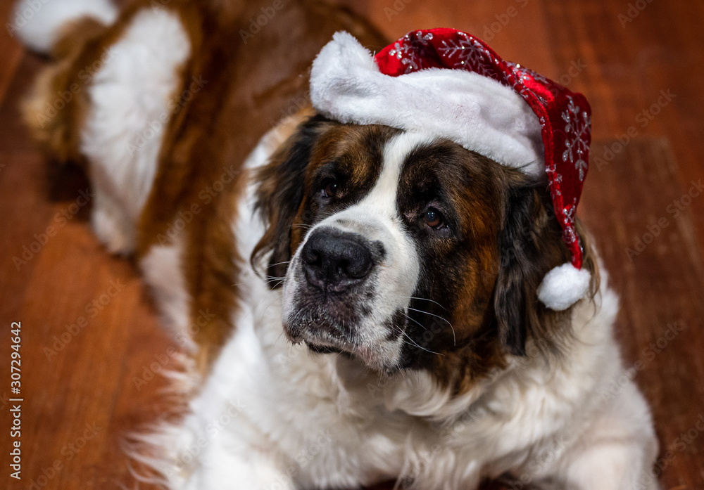 Saint Bernard dog laying on kitchen floor with Santa hat on head and looking up Saint Bernard dog laying on kitchen floor with Santa hat on head and looking up