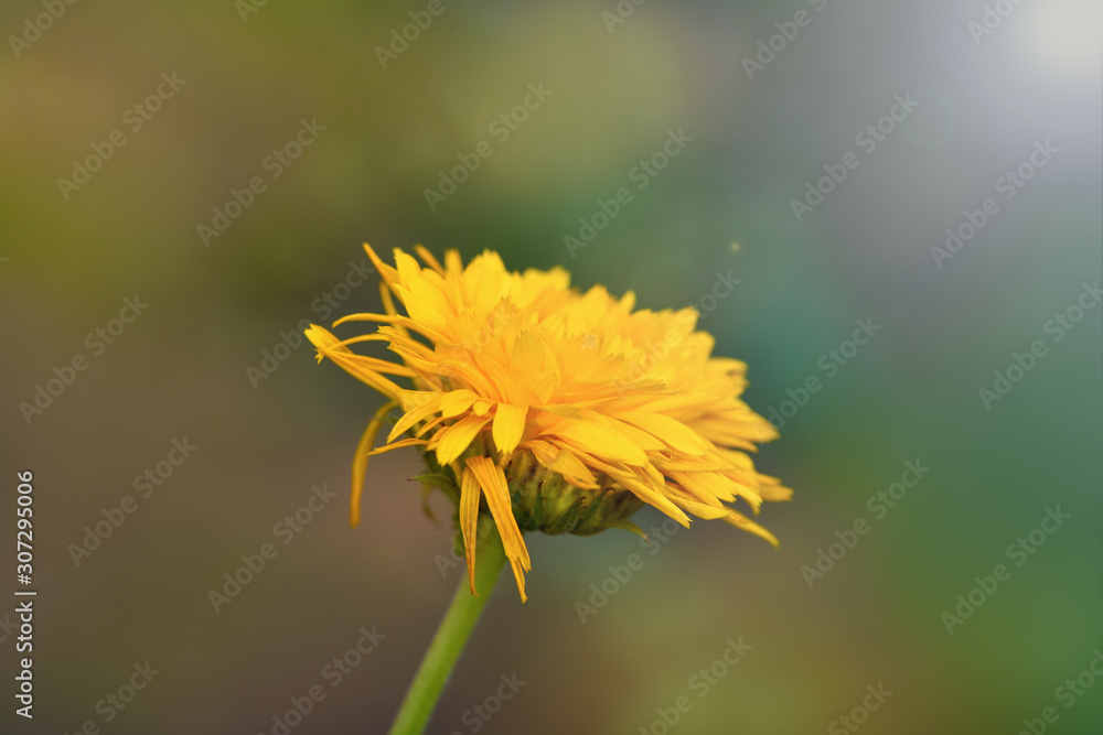 One yellow calendula flower on a Sunny summer day in the garden. Horizontal photography One yellow calendula flower on a Sunny summer day in the garden. Horizontal photography