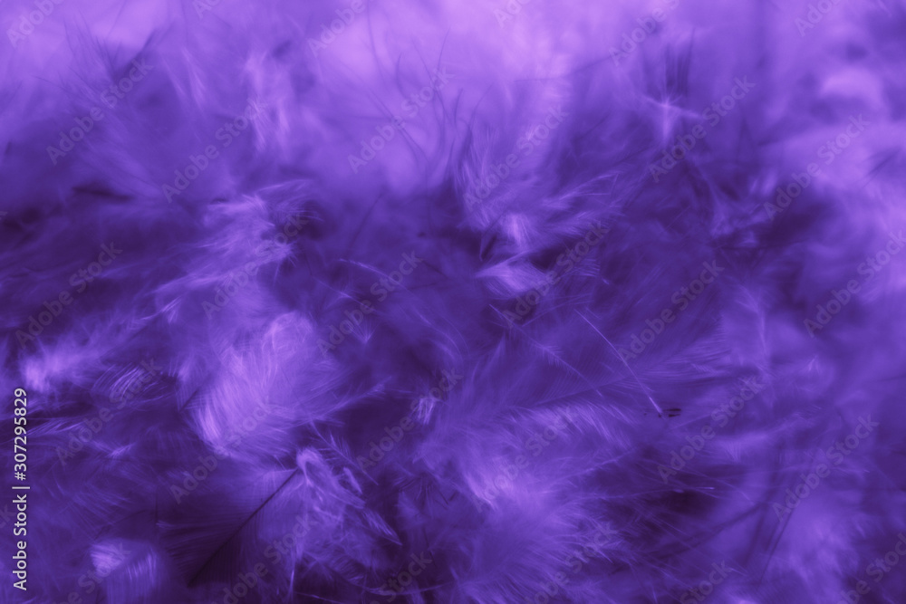 Beautiful abstract colorful blue and purple feathers on black dark background and soft white pink feather texture on white pattern