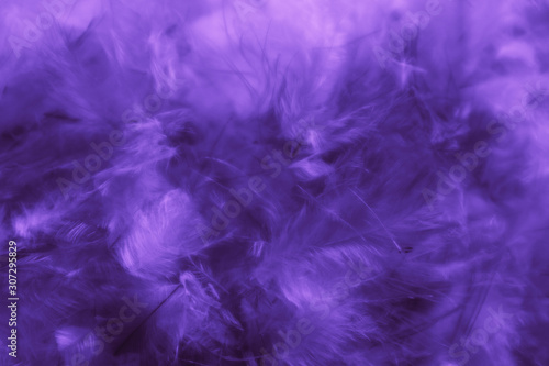 Beautiful abstract colorful blue and purple feathers on black dark background and soft white pink feather texture on white pattern