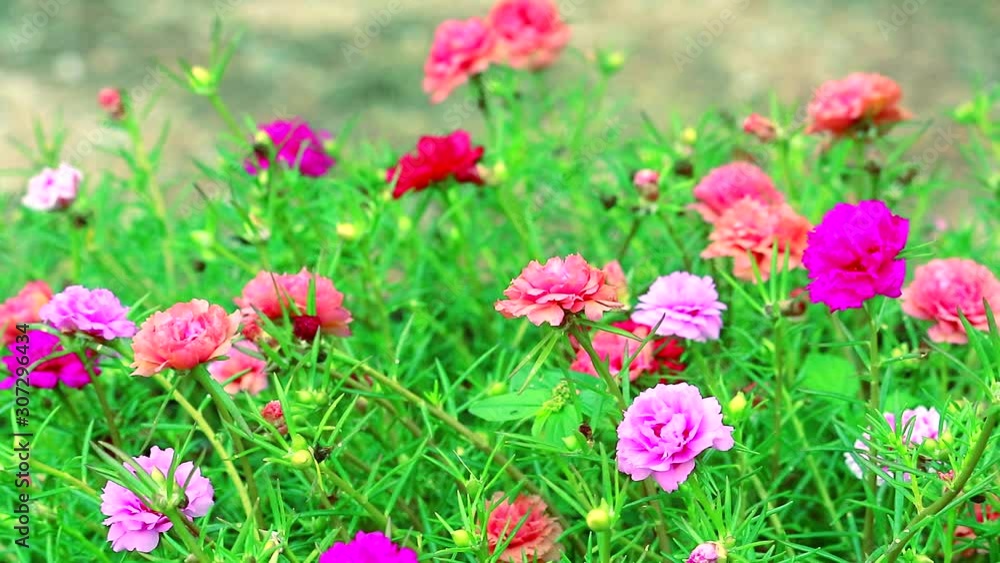 Purslane, Rose mose, Sun plant pink and magenta flower blooming in the garden Purslane, Rose mose, Sun plant pink and magenta flower blooming in the garden