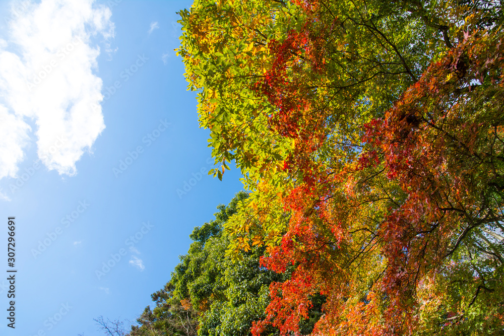 紅葉で色づく山