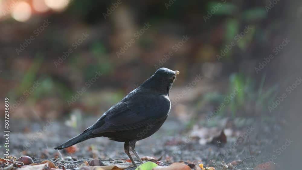 Adult Chinese blackbird, low angle view, side shot, foraging in many red fruit on the ground under clear sky in nature of the national park, northern Thailand. Adult Chinese blackbird, low angle view, side shot, foraging in many red fruit on the ground under clear sky in nature of the national park, northern Thailand.