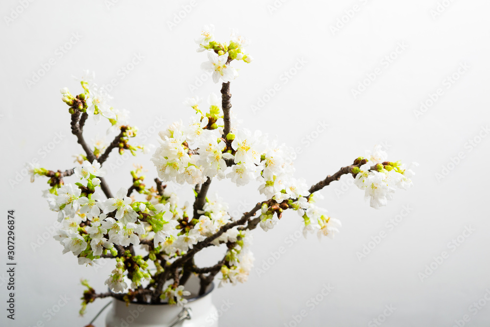 blossoming cherry flower branch at milk canister, old weathered wood table, white wall background