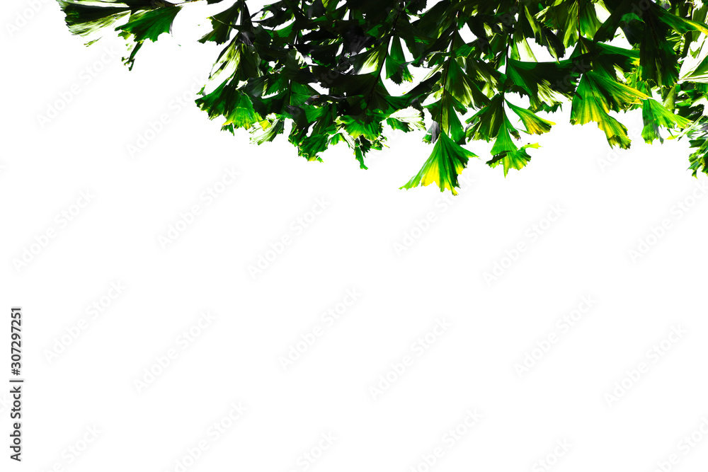 Asian tropical green leaves that isolated on a white background Asian tropical green leaves that isolated on a white background