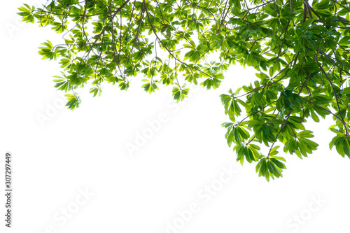 Asian tropical green leaves that isolated on a white background