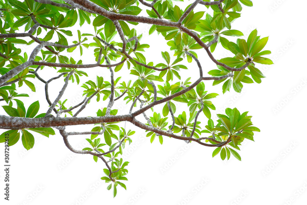 Asian tropical green leaves that isolated on a white background Asian tropical green leaves that isolated on a white background