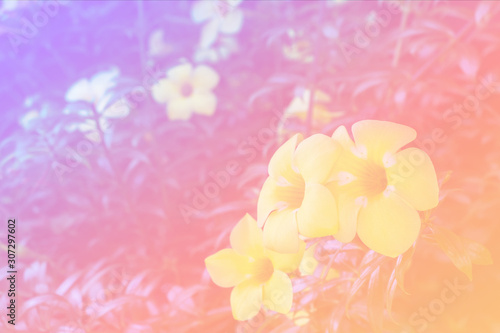 Flower background with a pastel colored for graphic design