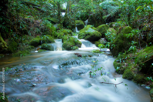 stream in green forest