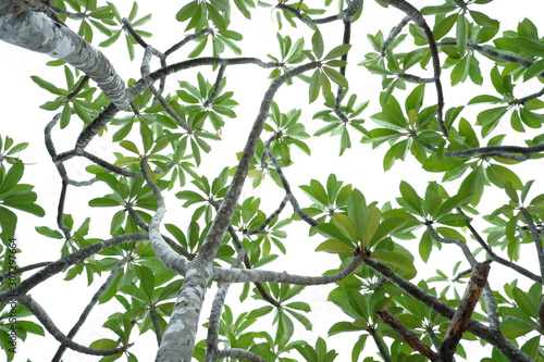 Asian tropical green leaves that isolated on a white background which can used for panoramic frame or border 