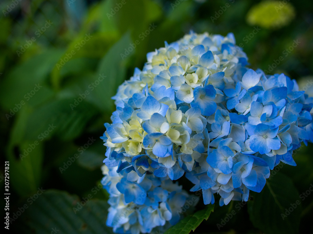 紫陽花