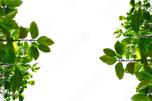 Asian tropical green leaves that isolated on a white background