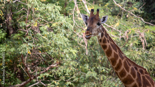 Canvas Print giraffe in the zoo