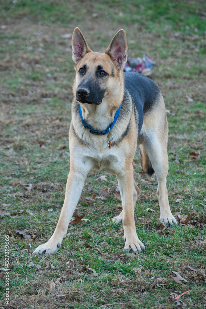 German Shepherd puppy in yard German Shepherd puppy in yard
