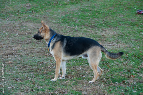 Profile of German Shepherd puppy