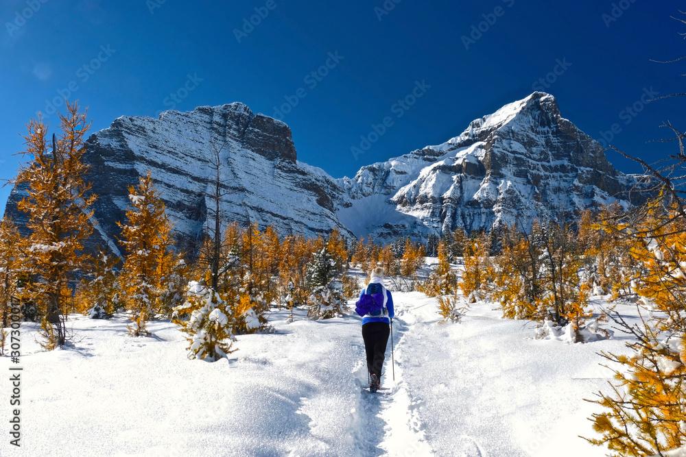 Woman walking snowshoeing in Canadian Rocky Mountains among golden larch trees. Early winter in Canadian Rockies. Alpine yellow larch forest. Banff National Park. Alberta. Canada