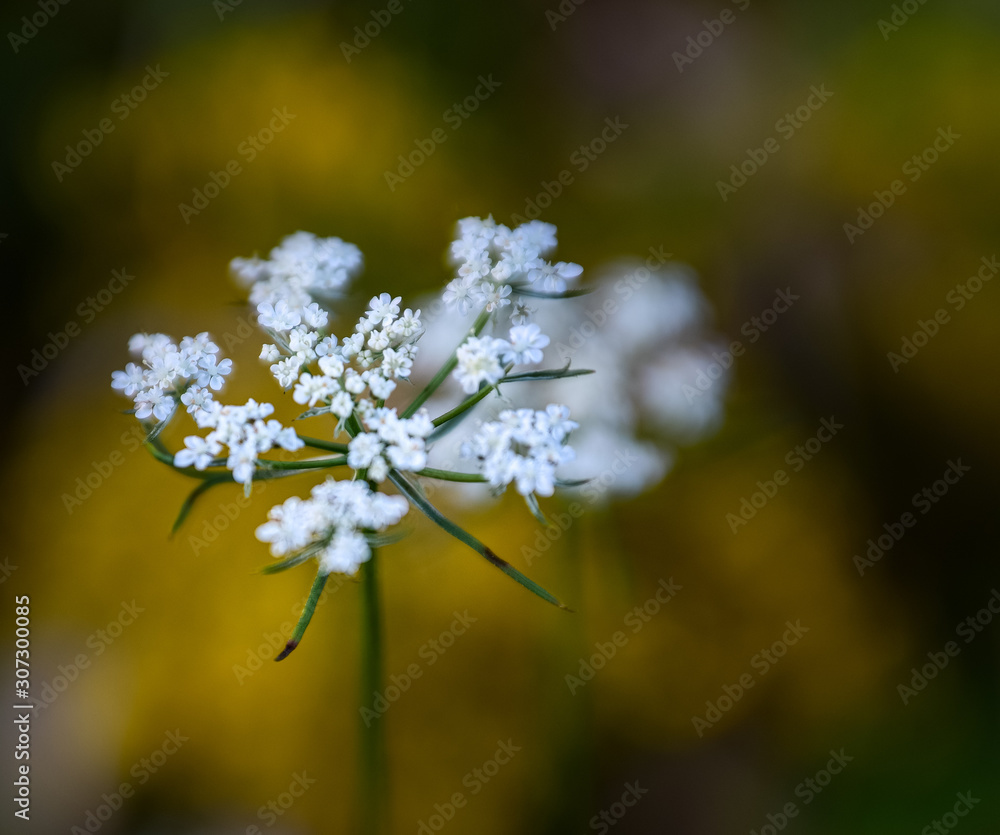 Obraz premium Wild flowers