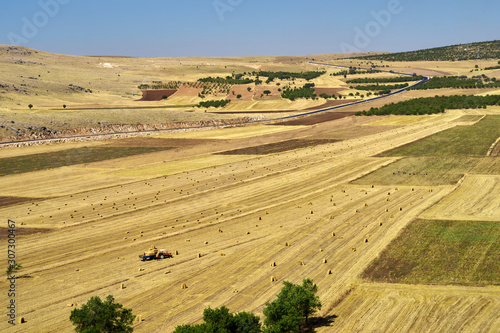 Landscape, Türkei, Weizen