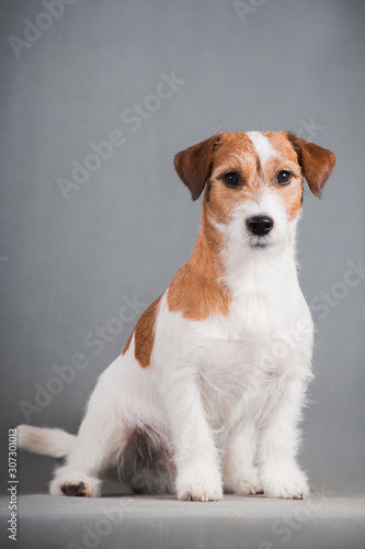 white-red dog breed Jack Russell Terrier on a gray background
