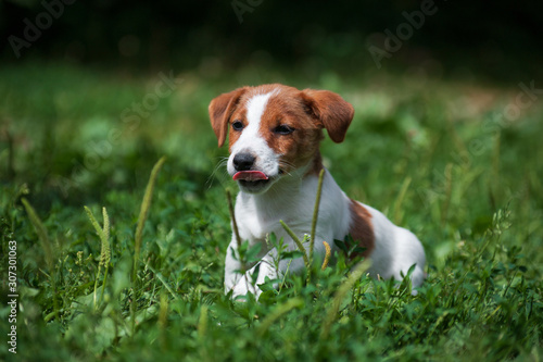 Jack Russell Terrier white and red-haired puppy walks on grass