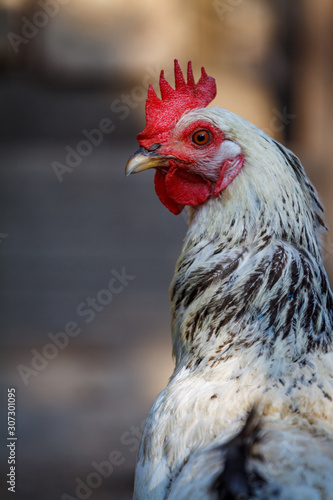 Closeup of a rooster in the chicken coop in a farmyard