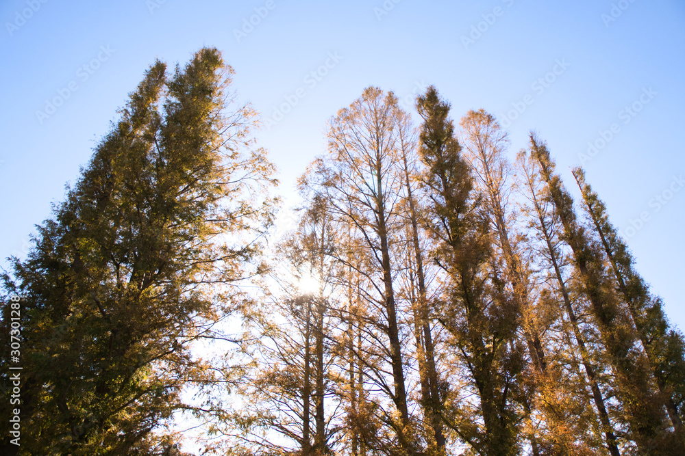 Obraz premium 紅葉した木々