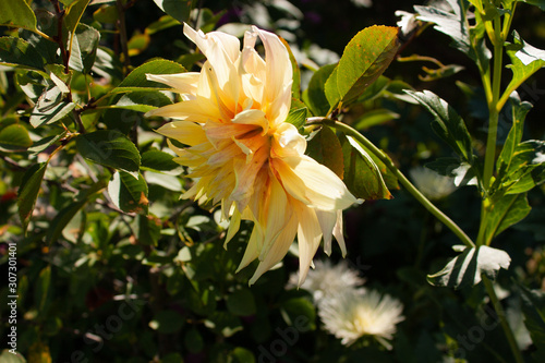 Yellow-orange dahlia flower lit by the sun in the summer garden.