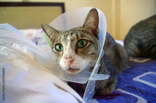 Cat wearing protective collar