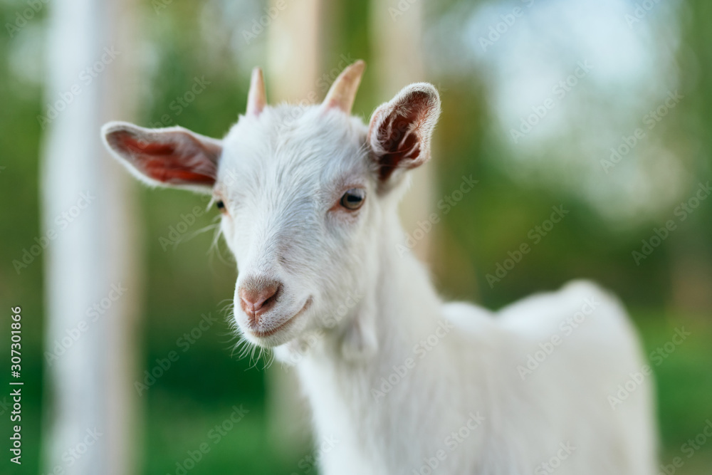white goat on the farm white goat on the farm