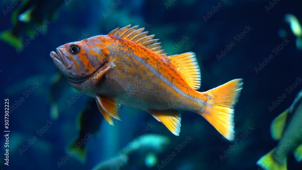Close Up Shot of a Canary Rockfish Close Up Shot of a Canary Rockfish