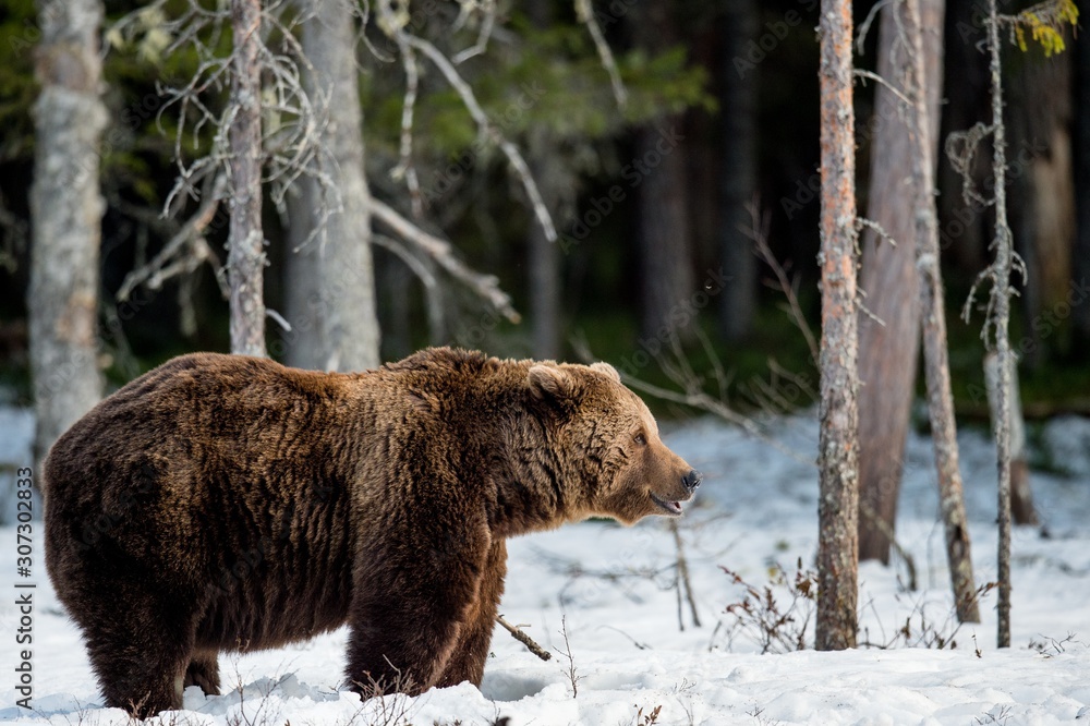 Close up portrait of adult male Brown Bear on a snow-covered swamp in the spring forest. Eurasian brown bear (Ursus arctos arctos) Close up portrait of adult male Brown Bear on a snow-covered swamp in the spring forest. Eurasian brown bear (Ursus arctos arctos)