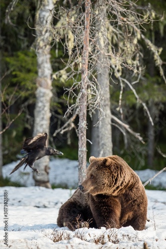 Wallpaper Mural Close up portrait of adult male Brown Bear on a snow-covered swamp in the spring forest. Eurasian brown bear  (Ursus arctos arctos) Torontodigital.ca