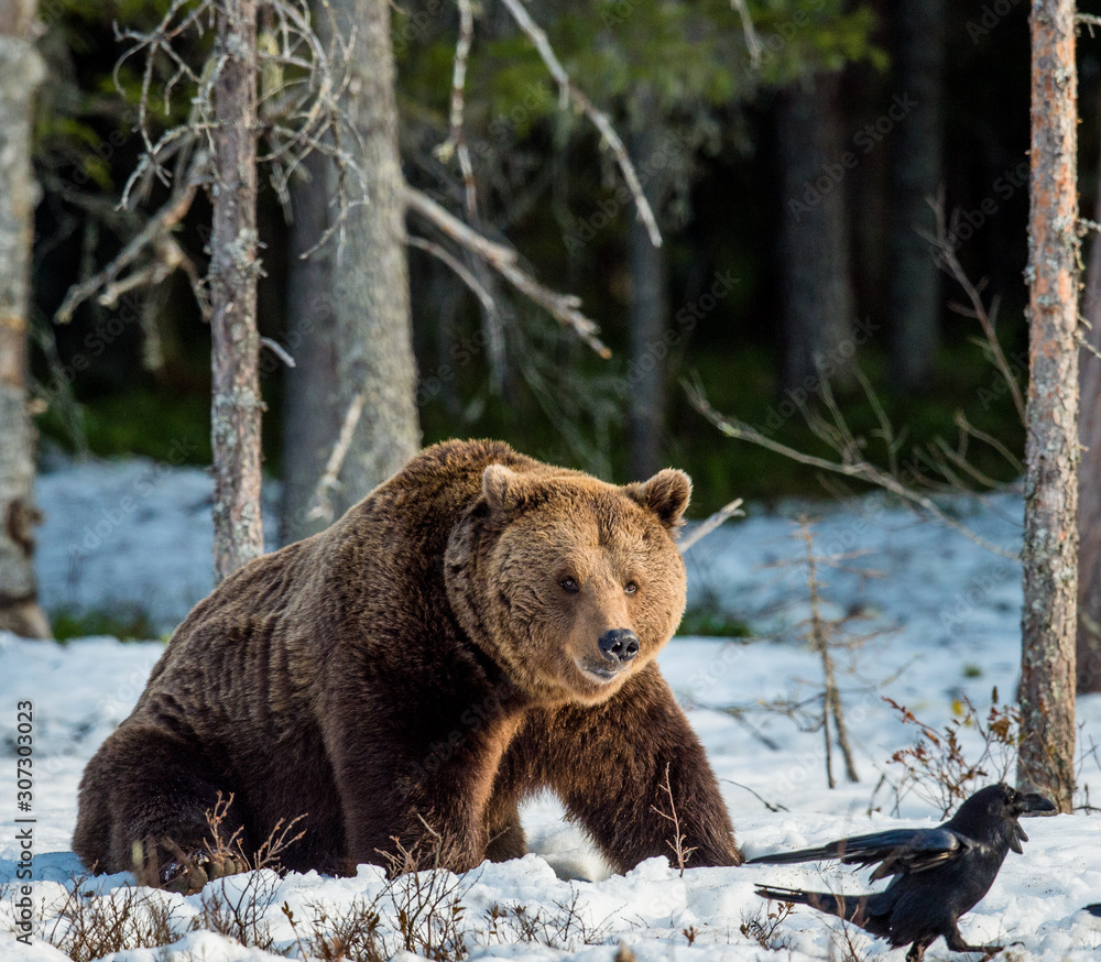 Close up portrait of adult male Brown Bear on a snow-covered swamp in the spring forest. Eurasian brown bear (Ursus arctos arctos) Close up portrait of adult male Brown Bear on a snow-covered swamp in the spring forest. Eurasian brown bear (Ursus arctos arctos)