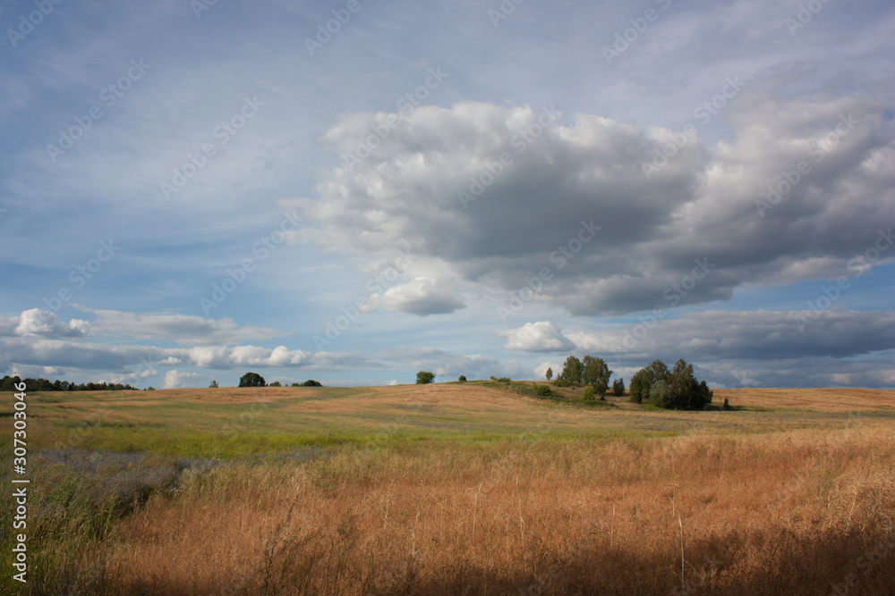 Summer landscape with a yellowing field, an island of trees and a large blue sky in the clouds.