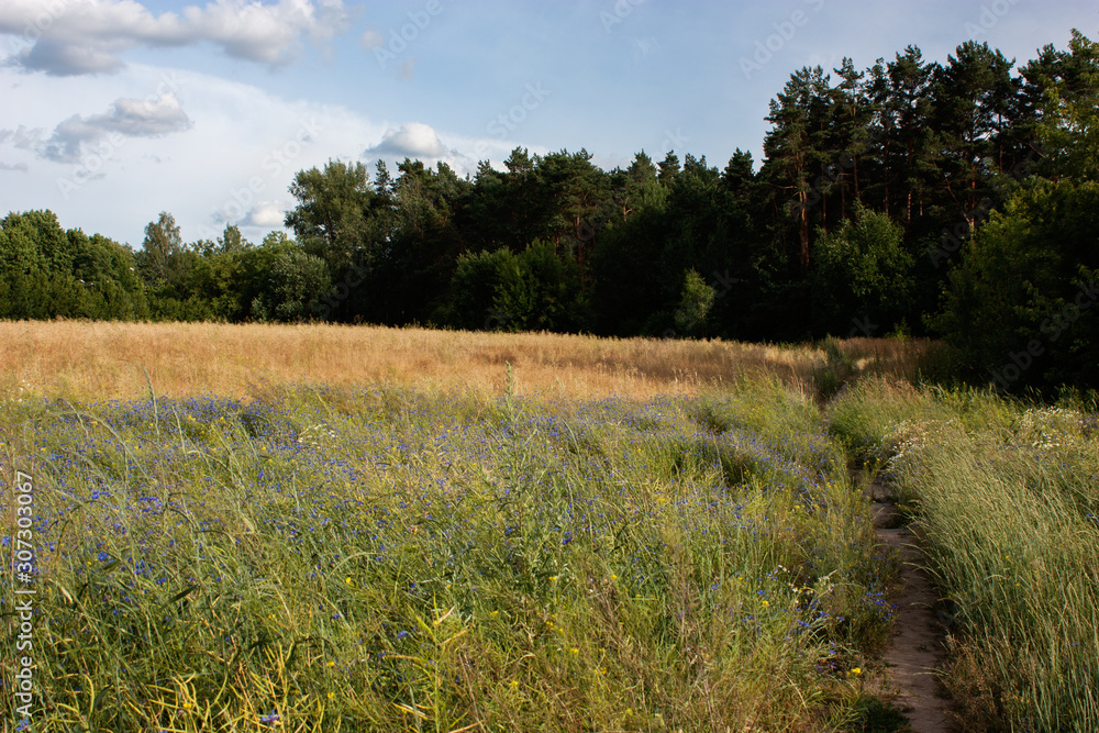 Summer landscape with a field and blooming herbs, a path in the field and a forest in the distance.