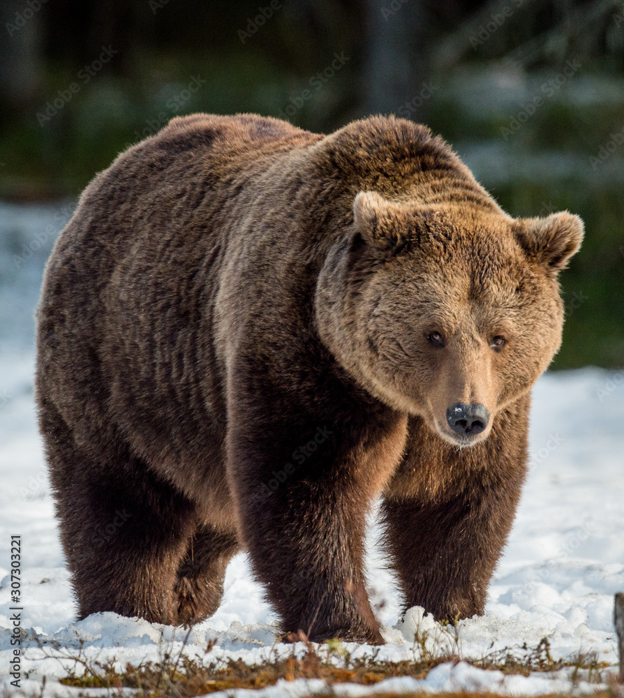 Close up portrait of adult male Brown Bear on a snow-covered swamp in the spring forest. Eurasian brown bear  (Ursus arctos arctos)