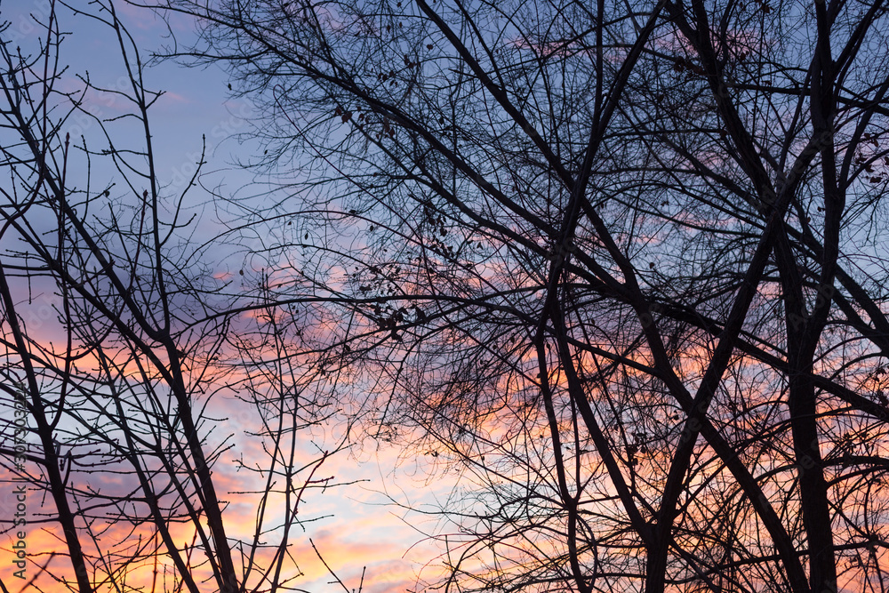Silhouettes of tree branches at dawn. Sun. Nature sunrise. Trees silhouettes on sunrise background. Silhouettes of trees in the morning mood. silhouettes of bare winter branches Silhouettes of tree branches at dawn. Sun. Nature sunrise. Trees silhouettes on sunrise background. Silhouettes of trees in the morning mood. silhouettes of bare winter branches