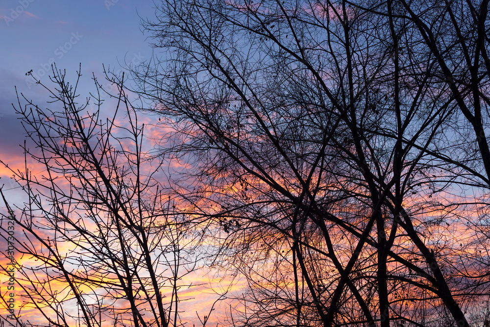 Silhouettes of tree branches at dawn. Sun. Nature sunrise. Trees silhouettes on sunrise background. Silhouettes of trees in the morning mood. silhouettes of bare winter branches Silhouettes of tree branches at dawn. Sun. Nature sunrise. Trees silhouettes on sunrise background. Silhouettes of trees in the morning mood. silhouettes of bare winter branches