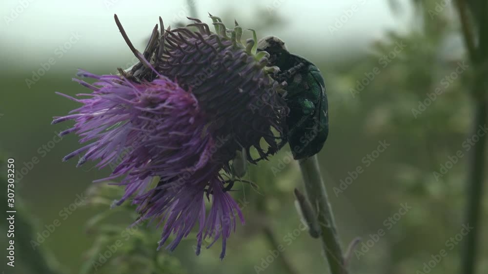 Cotinis nitida, green June beetle, June bug, June beetle, beetle of ...