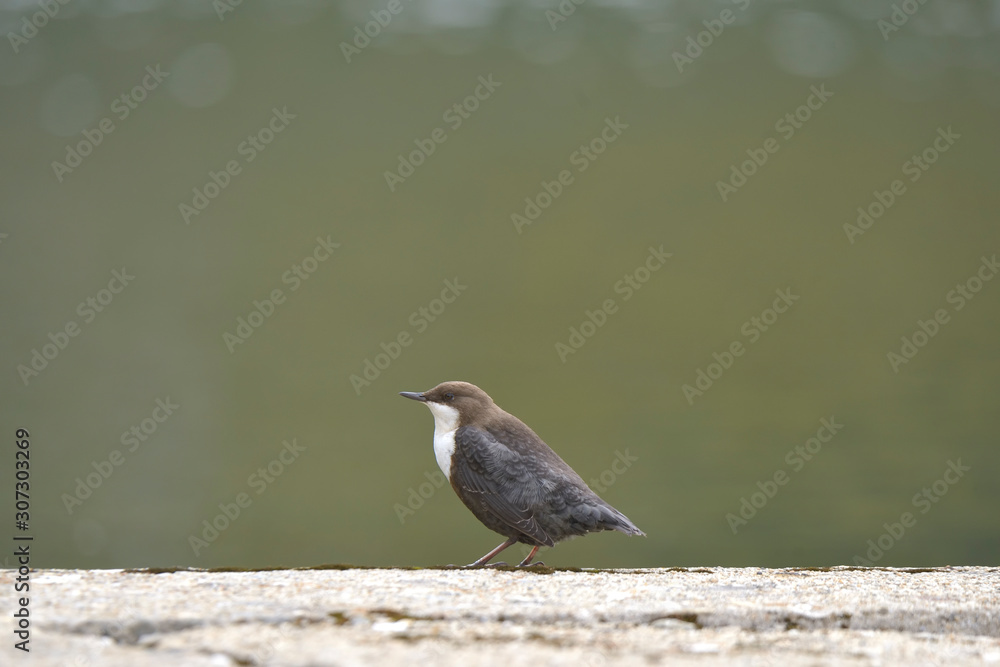 White-throated dipper. Cinclus cinclus near the water White-throated dipper. Cinclus cinclus near the water